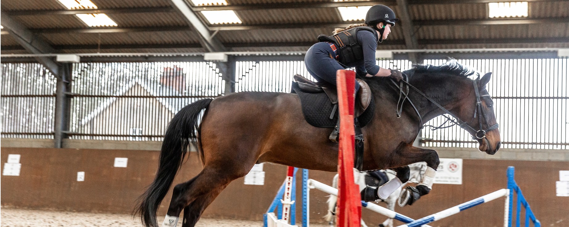 Equine 3