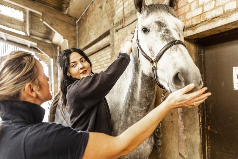 Equine 7